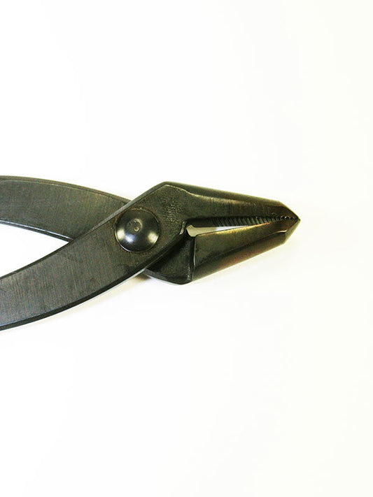 Bonsai Jintang 180 mm