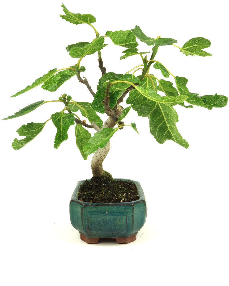 Buiten Bonsai Ficus carica groene Mokko pot 15cm, hoogte 36cm