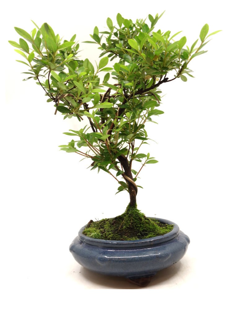 Outdoor Bonsai Rhododendron round blue 20 cm