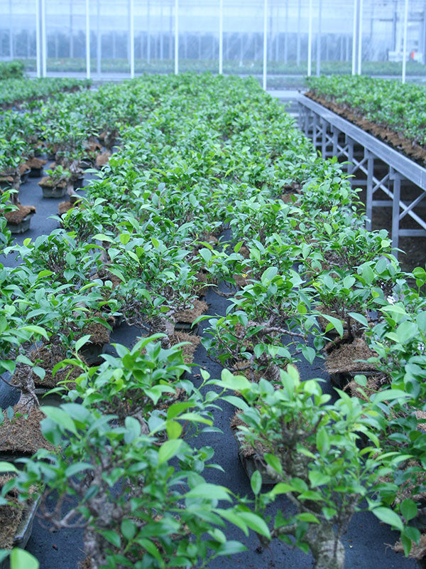 Binnen Bonsai Ficus retusa shape groene rechthoekige pot 20cm, hoogte ~ 36cm