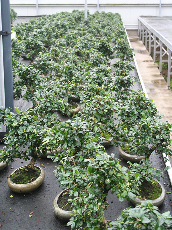 Indoor Bonsai Carmona microphylla shape, green oval pot 24cm, height ~33cm
