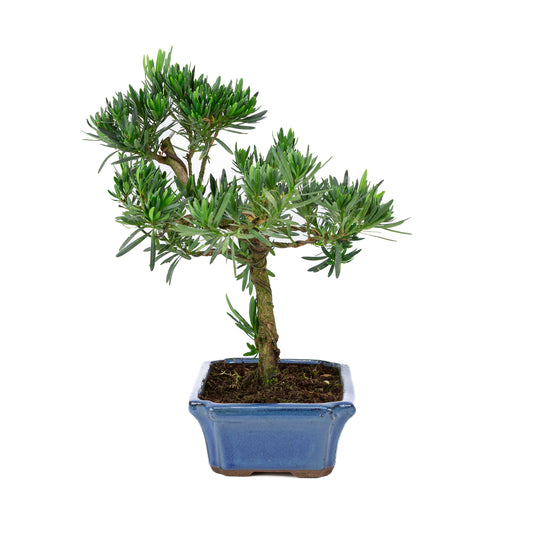 Podocarpus macrophylla blue pot 24cm, height ~42cm