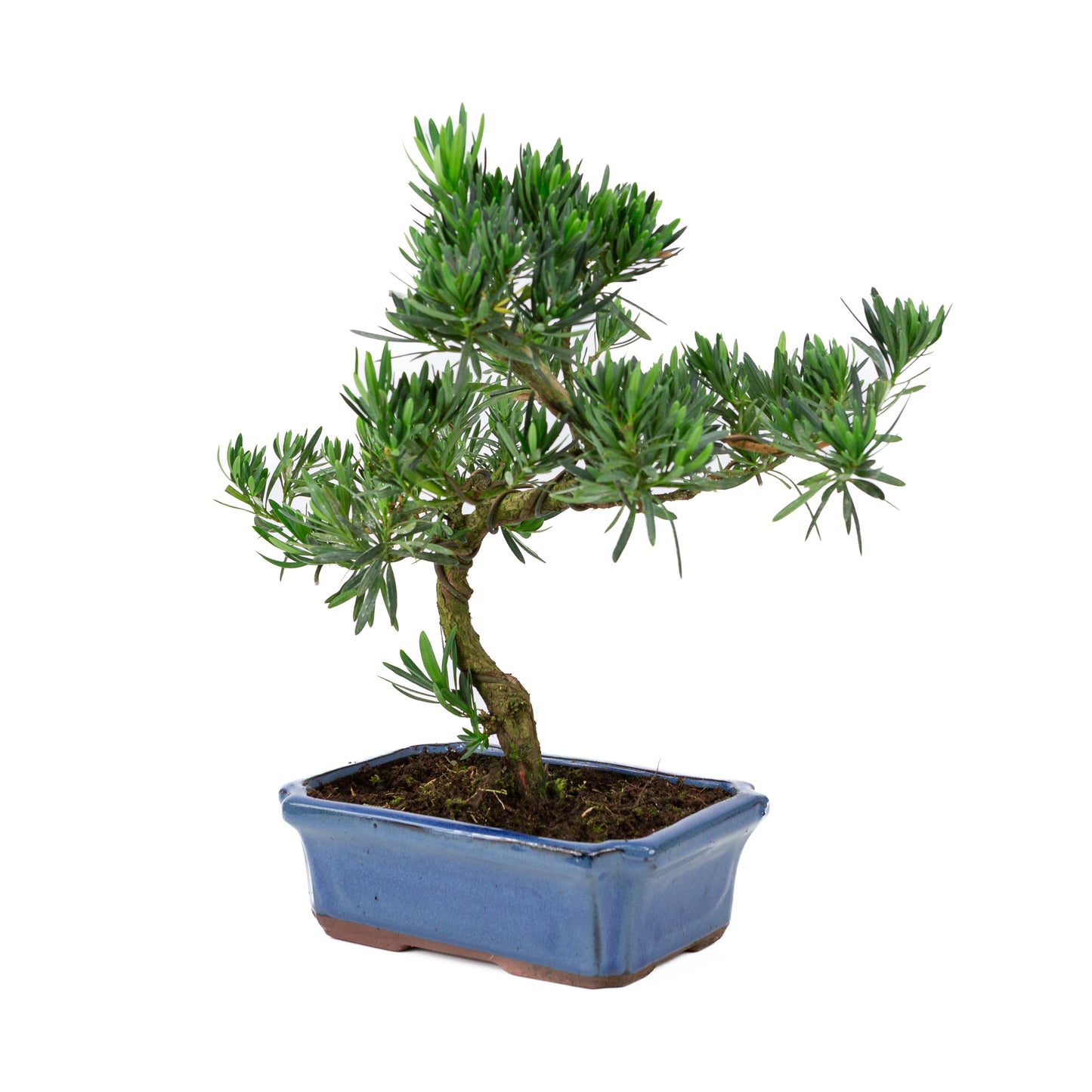 Podocarpus macrophylla blue pot 24cm, height ~42cm
