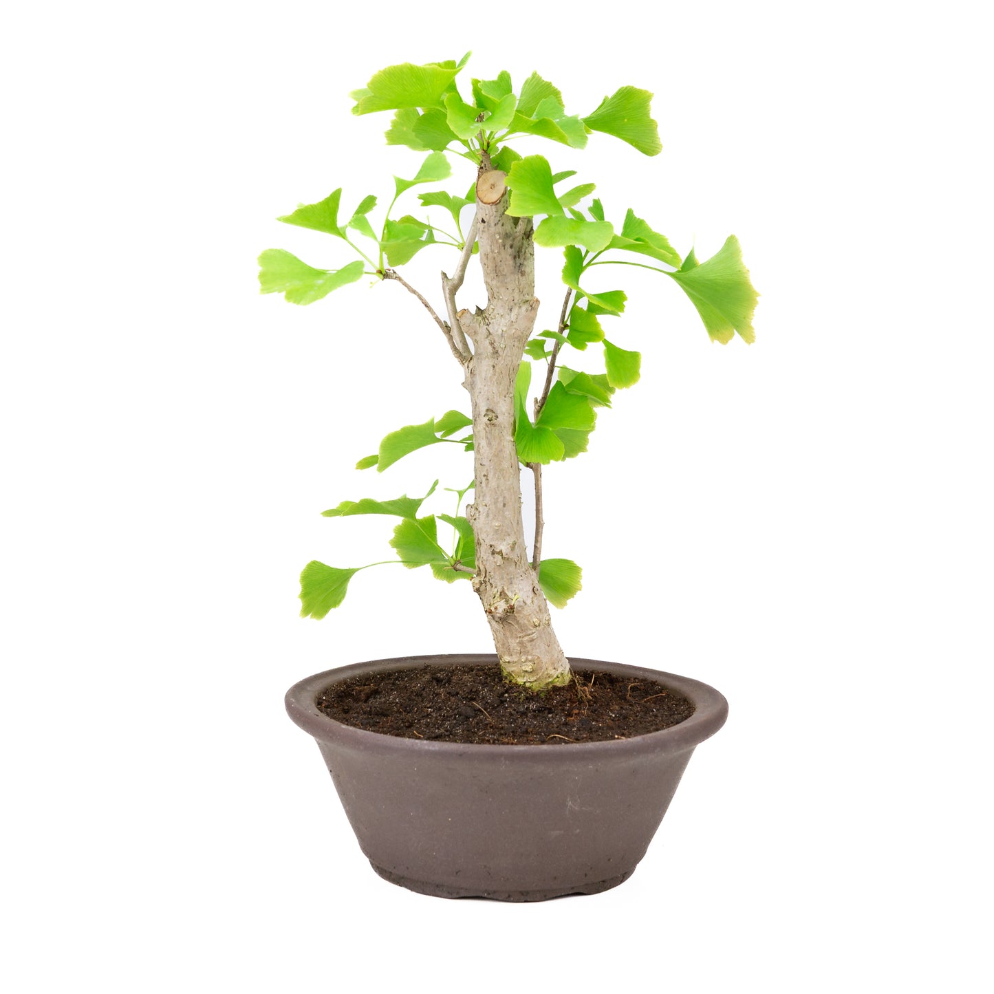 Ginkgo biloba brown round pot 25cm, height ~46cm