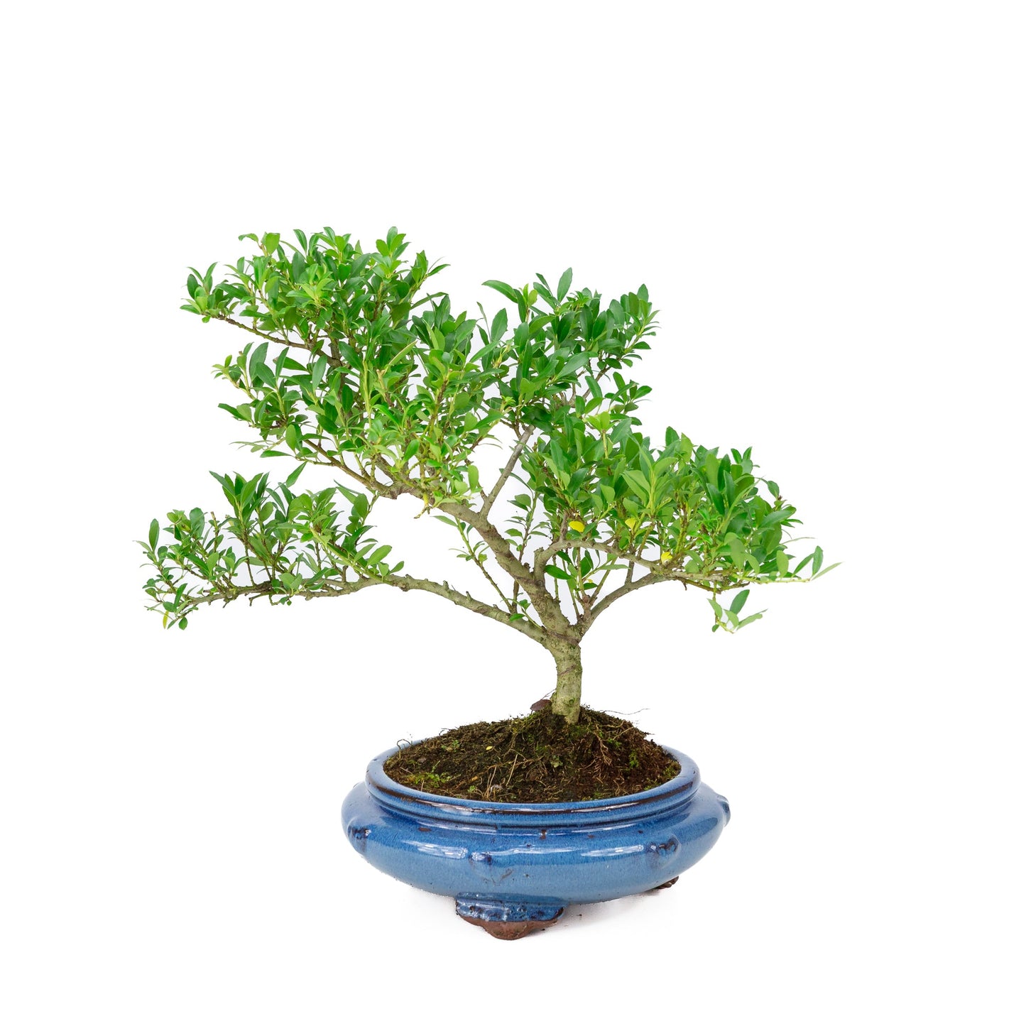 Ilex crenata blue round pot 23cm, height ~43cm