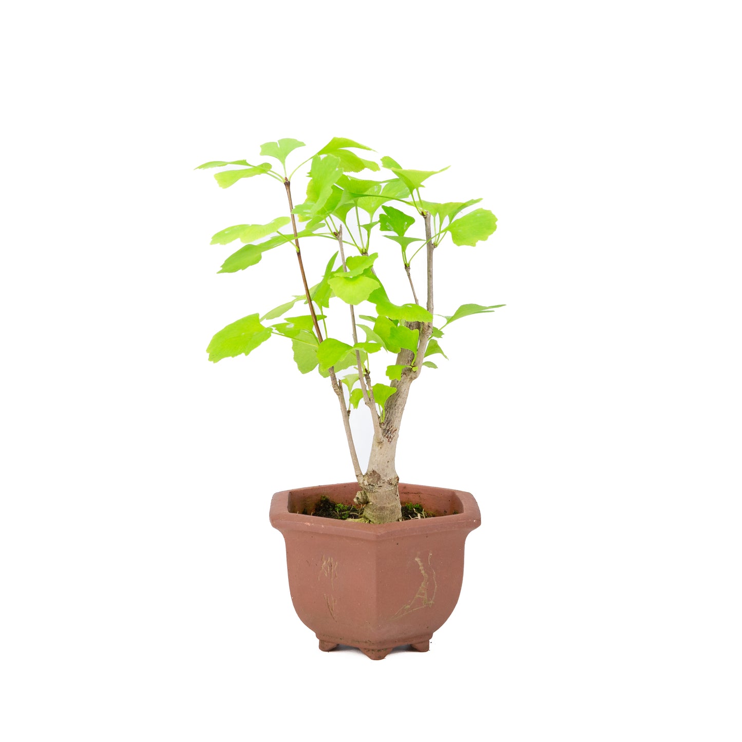 Ginkgo biloba brown hexagonal pot 15cm, height ~32cm