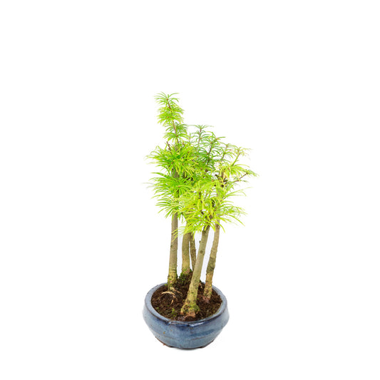 Pseudolarix amabilis forest blue oval pot 25cm, height ~35cm