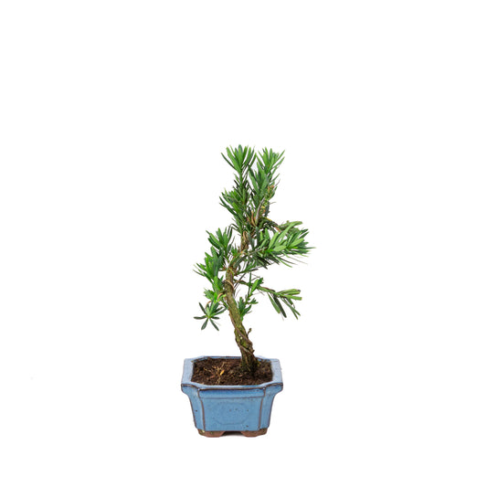 Podocarpus macrophylla blue rectangular pot 15cm, height ~35cm