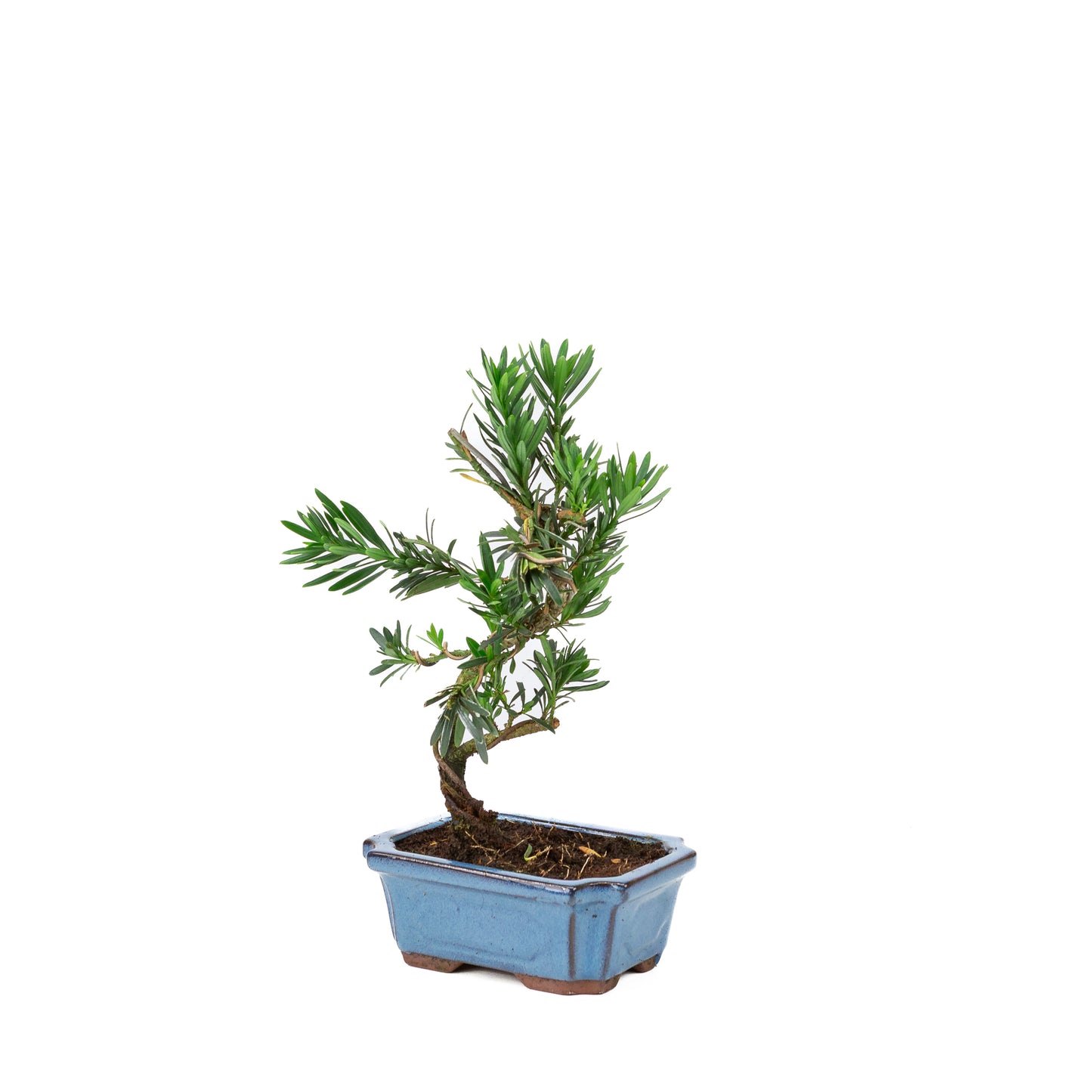 Podocarpus macrophylla blue rectangular pot 15cm, height ~35cm
