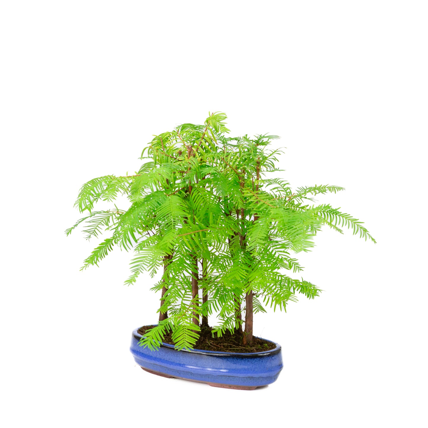 Metasequoia glyptostroboides group 5 oval pot 22cm, height ~33cm