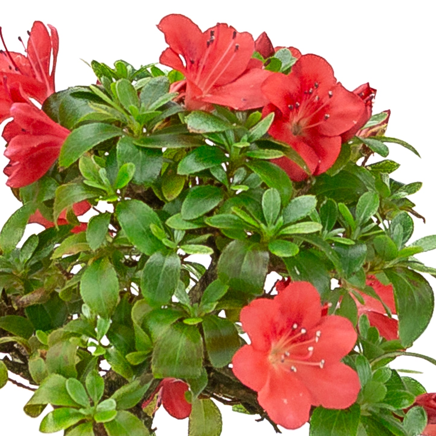 Rhododendron indicum (satsuki azalea), height ~21cm