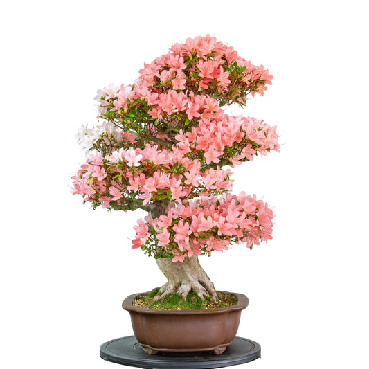 Rhododendron indicum (satsuki azalea), hoogte ~77cm