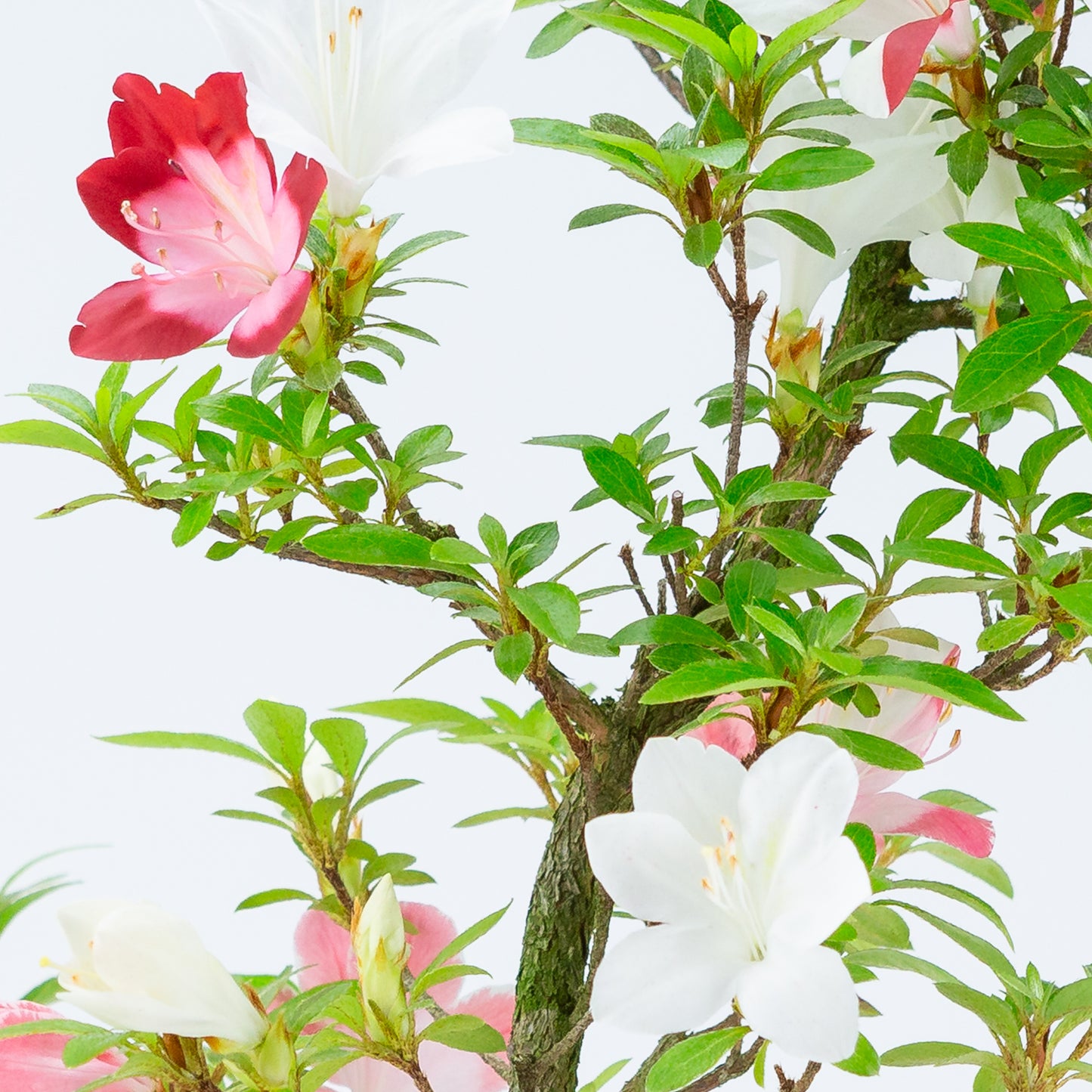 Rhododendron indicum 'Yubi no Kagayaki' (satsuki azalea), hoogte ~56cm