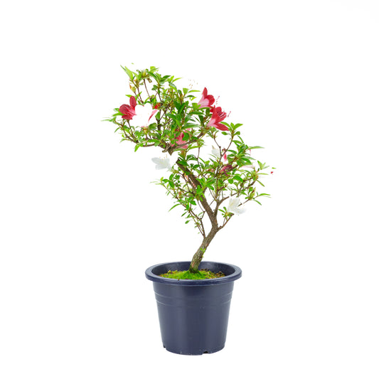 Rhododendron indicum 'Yubi no Kagayaki' (satsuki azalea), height ~54cm