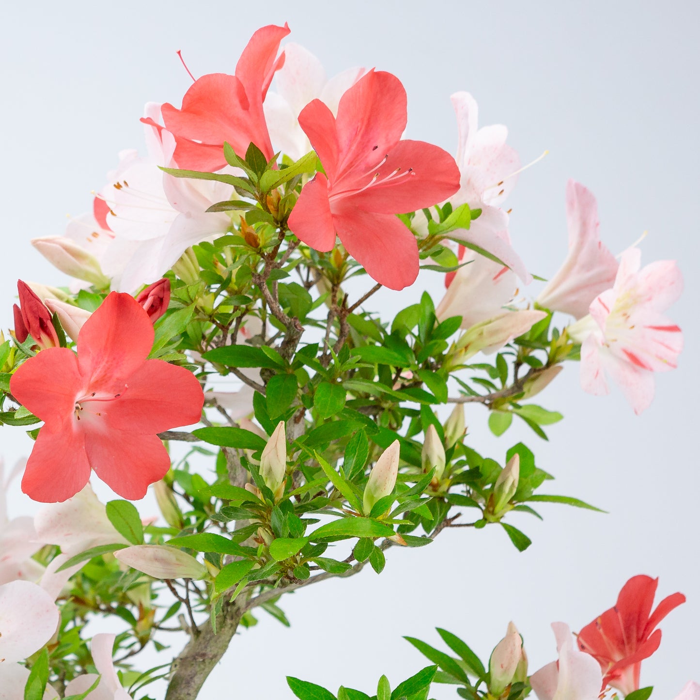 Rhododendron indicum 'Minaru' (satsuki azalea), hoogte ~54cm