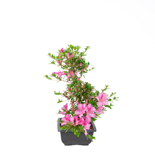 Rhododendron indicum 'Azuma Kagami' (satsuki azalea), height ~45cm