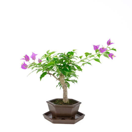 Bougainvillea glabra, height ~35cm