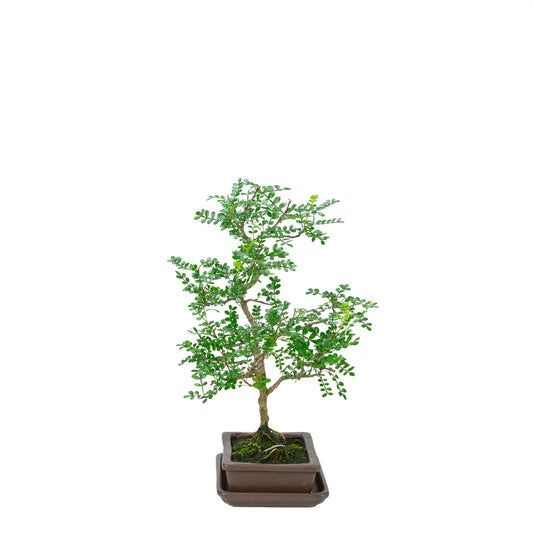 Zanthoxylum piperitum (pepper tree), height ~38cm
