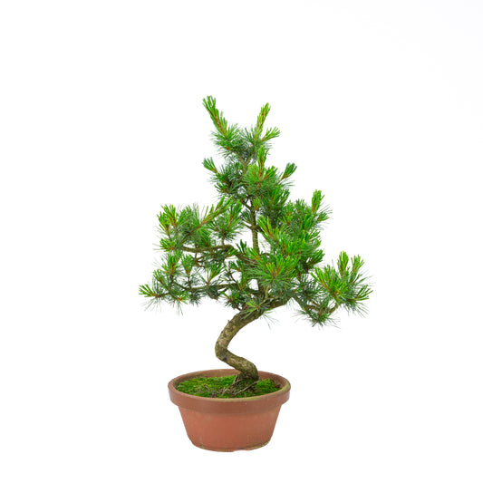 Pinus parviflora (white pine) terracotta pot 19 cm, height ~48 cm