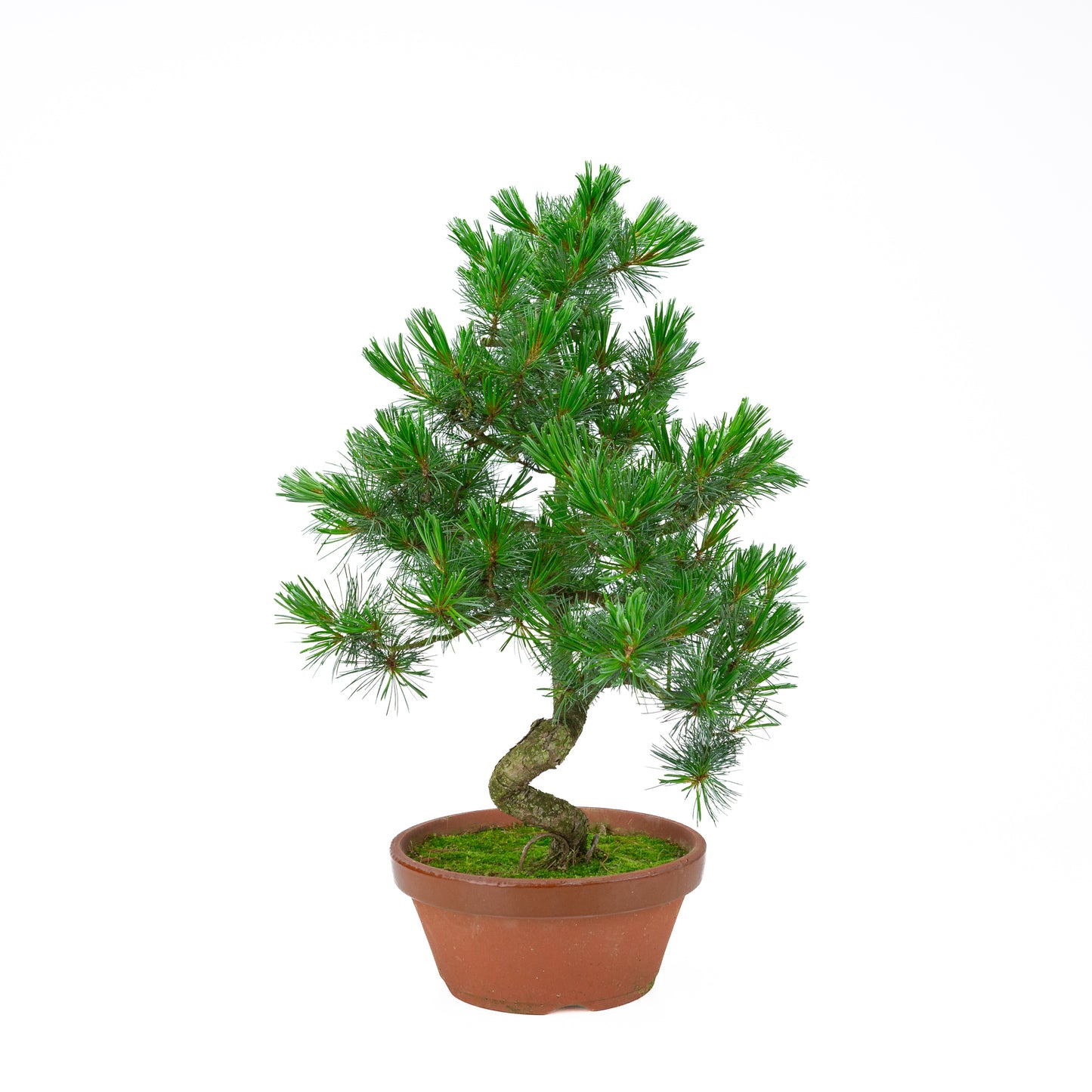 Pinus parviflora (white pine) terracotta pot 22 cm, height ~57 cm