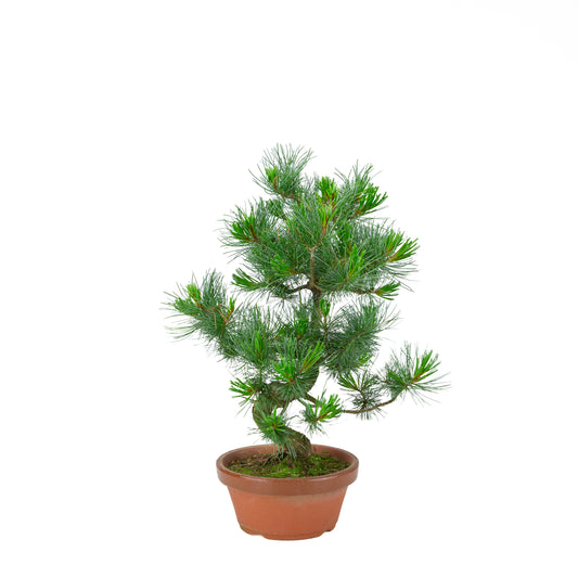 Pinus parviflora (white pine) terracotta pot 19 cm, height ~49 cm