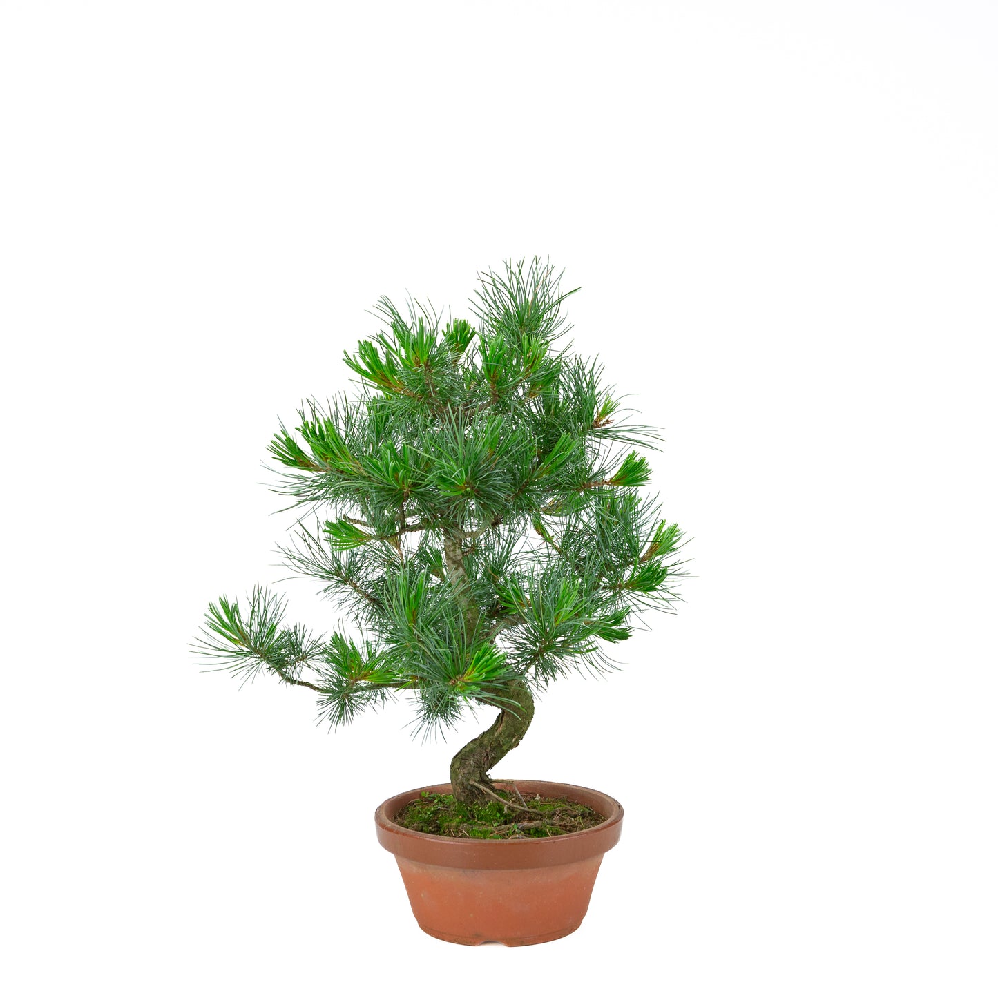 Pinus parviflora (white pine) terracotta pot 19 cm, height ~49 cm