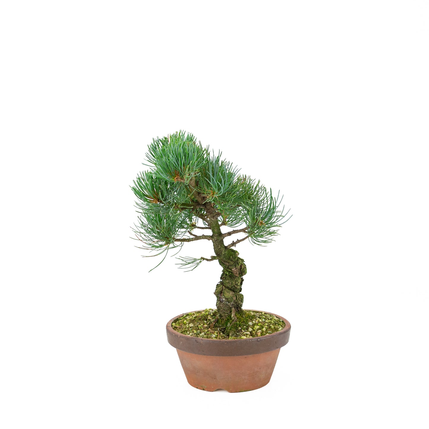 Pinus parviflora (white pine), height ~30 cm