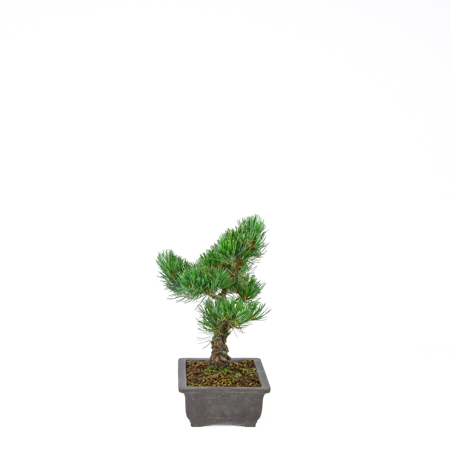 Pinus parviflora (white pine), height ~32 cm