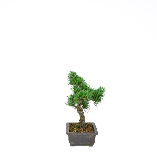 Pinus parviflora (white pine), height ~32 cm