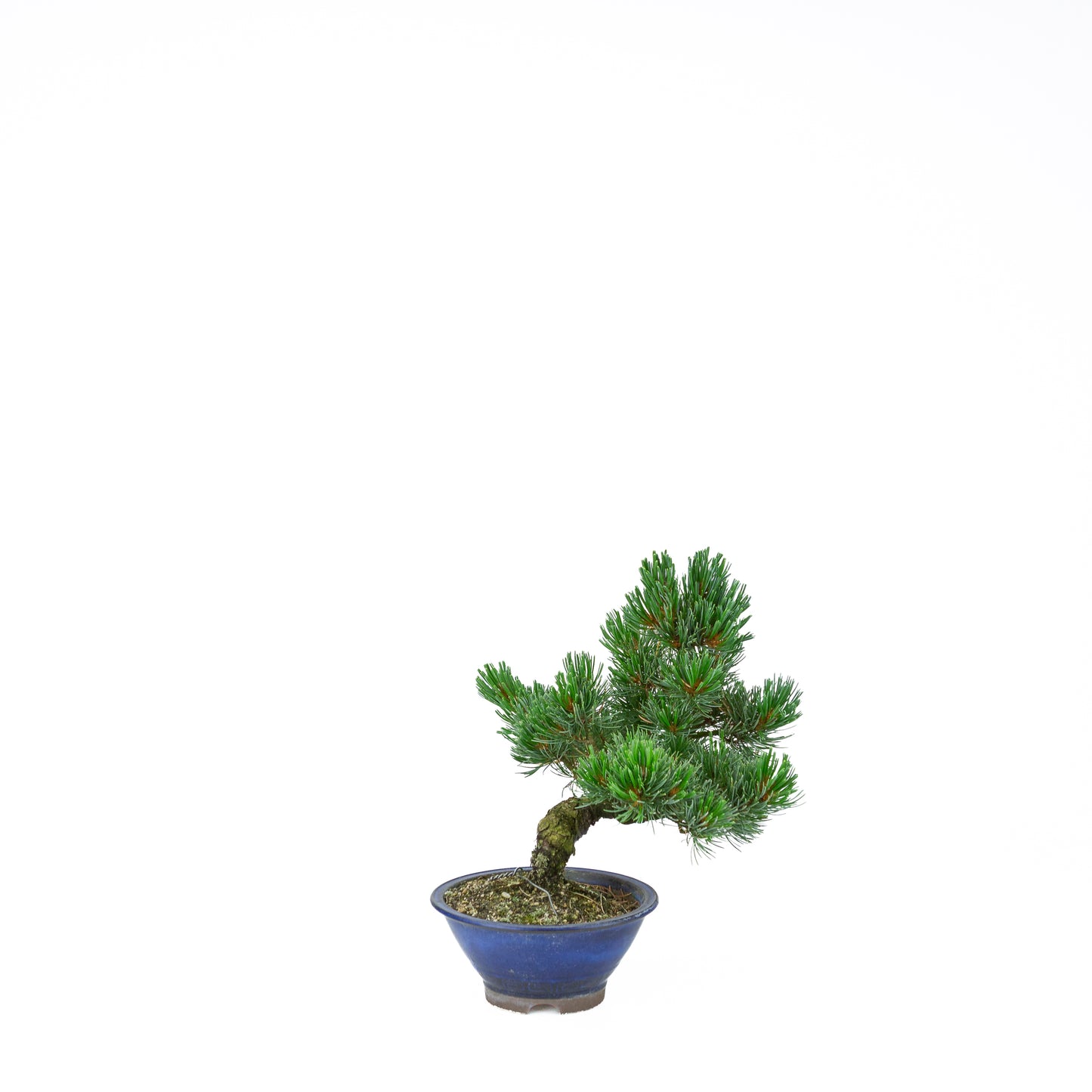 Pinus parviflora (white pine), height ~31 cm