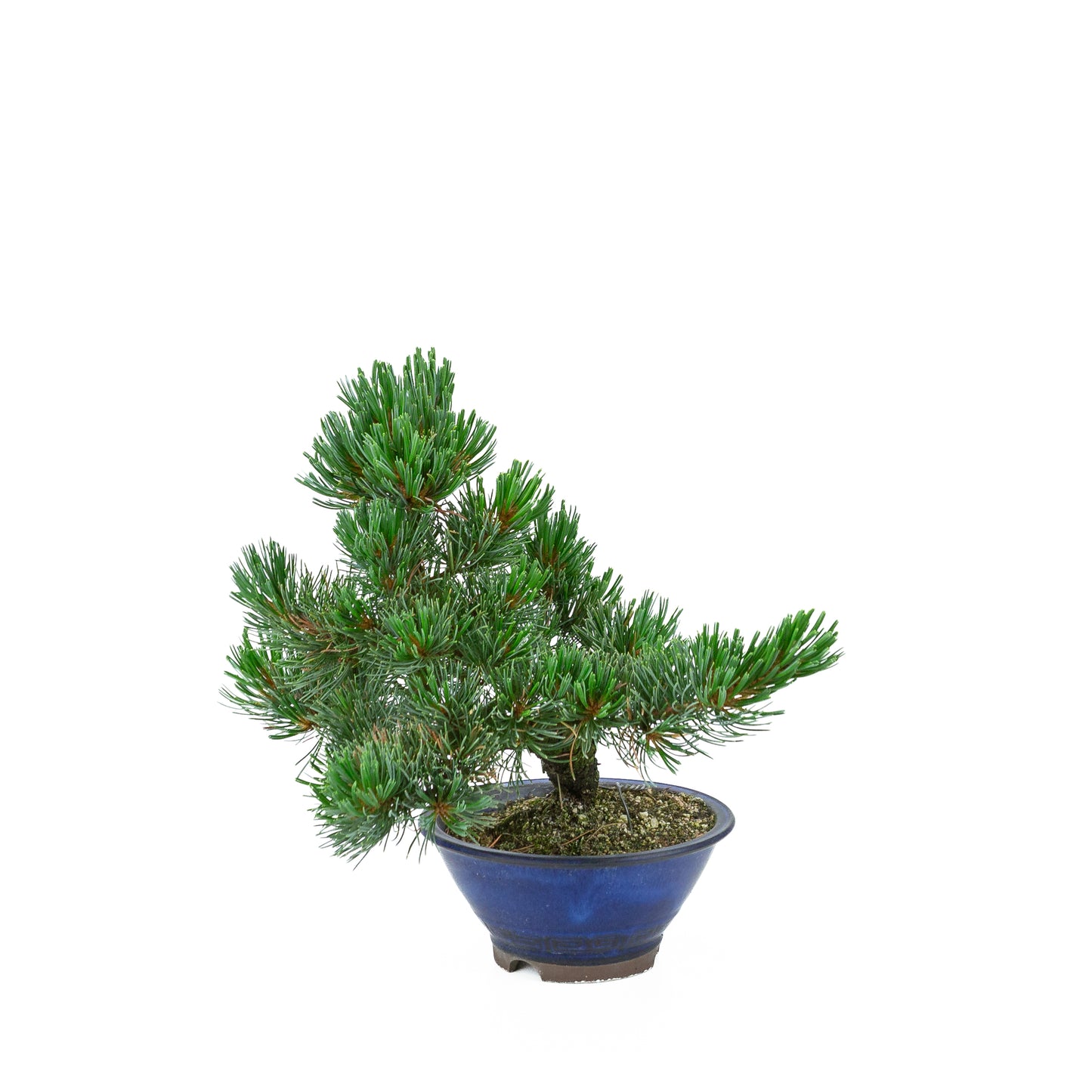Pinus parviflora (white pine), height ~31 cm