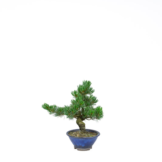 Pinus parviflora (white pine), height ~31 cm