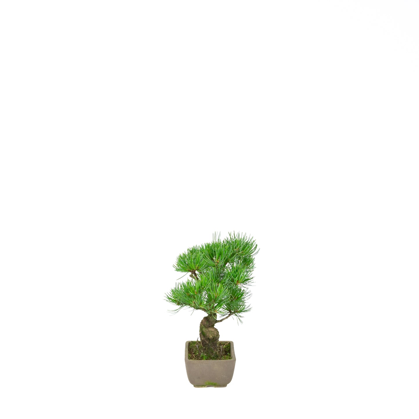Pinus parviflora (white pine), height ~24 cm