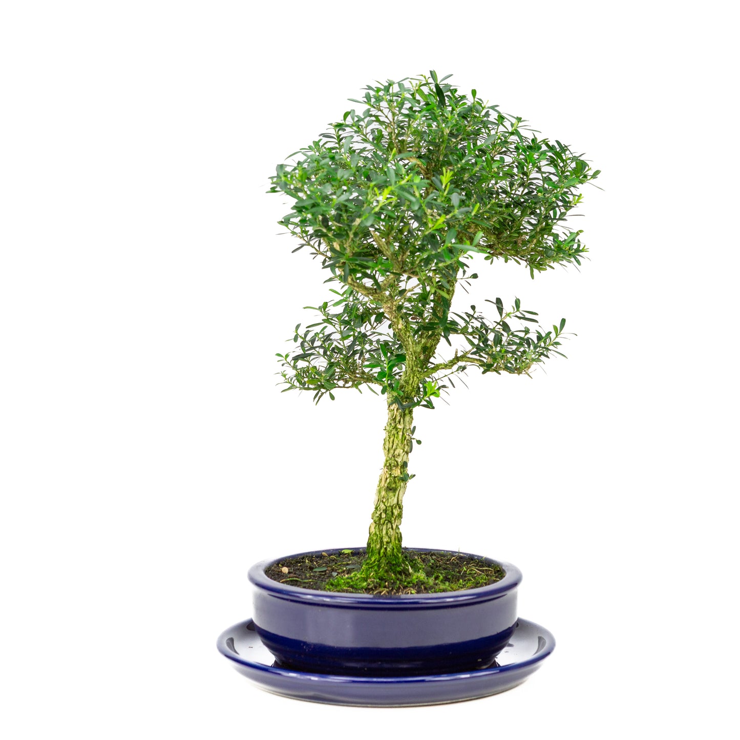 Buxus harlandii Bonsai in blue pot 19cm, height ~41cm
