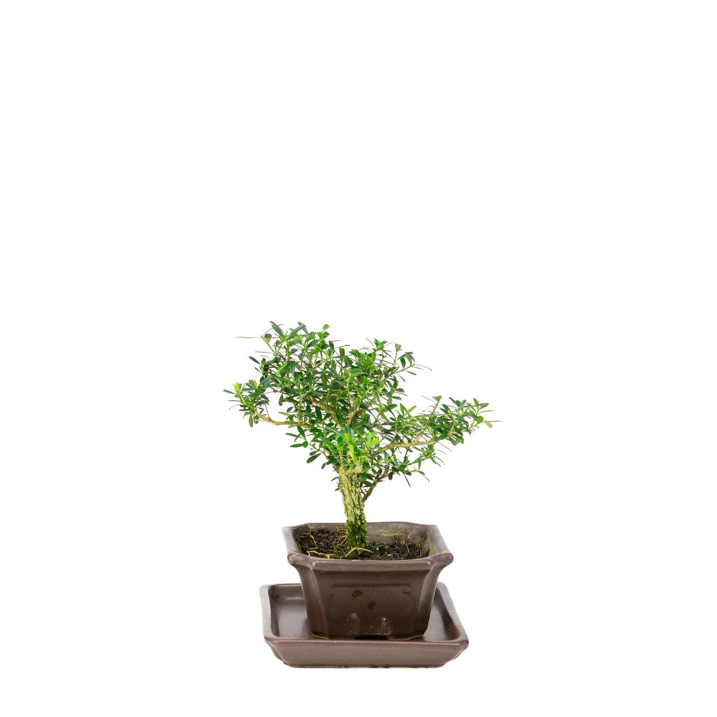 Buxus harlandii Bonsai in blue pot 13cm, height ~21cm