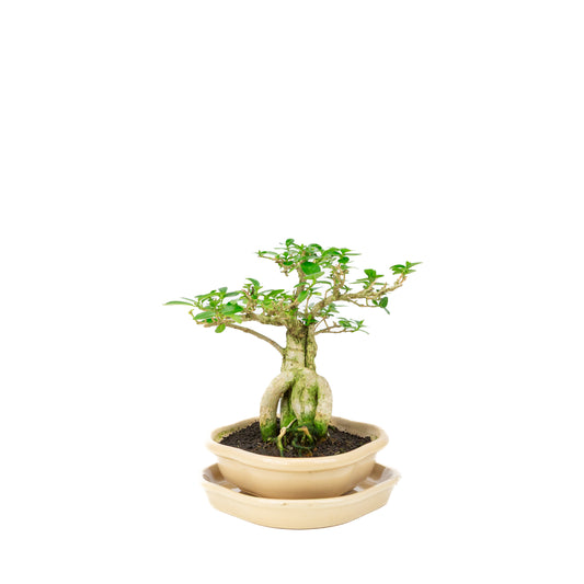 Premna Bonsai in cream pot 22cm, height ~22cm