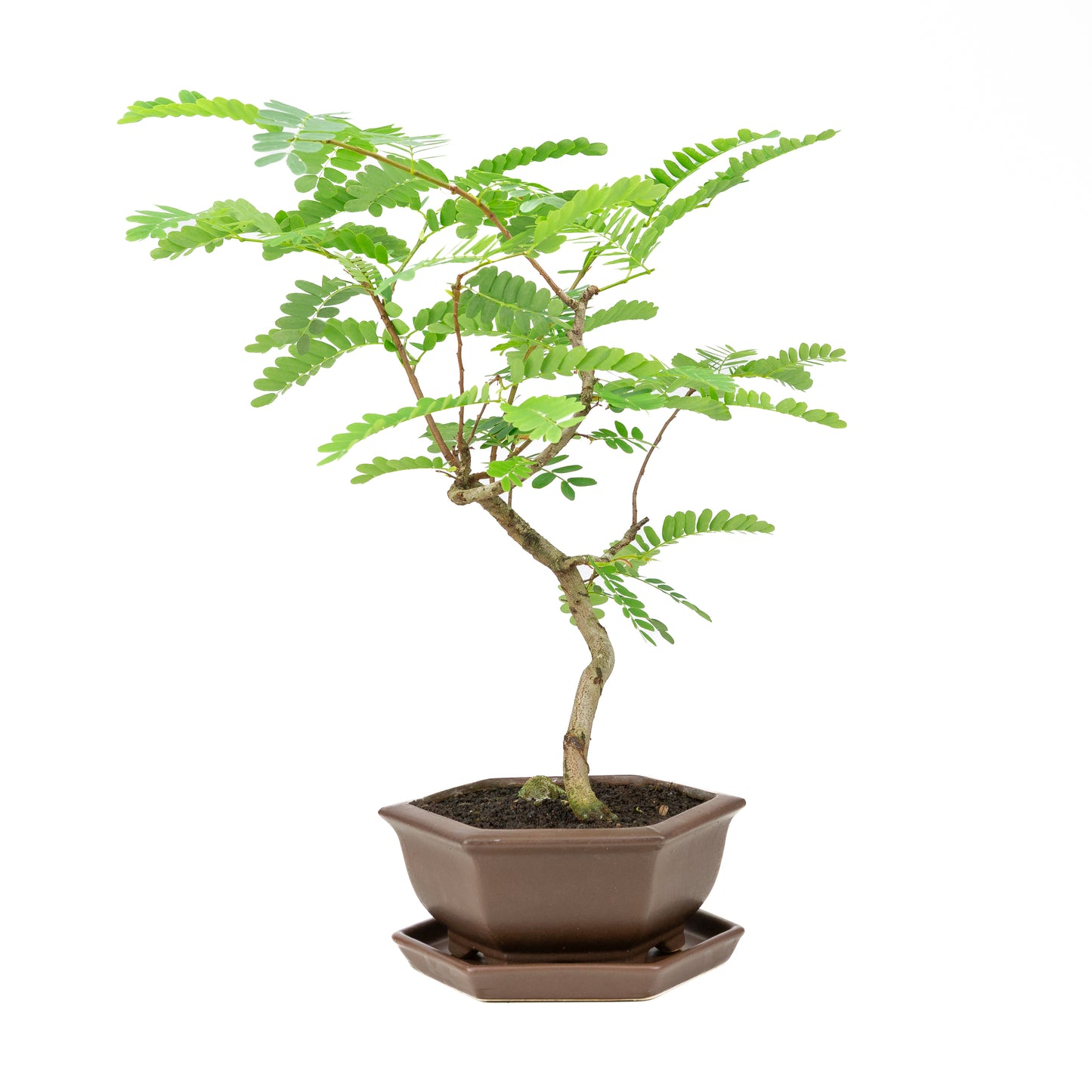 Phyllanthus buxifolius Bonsai in brown pot 22cm, height ~51cm