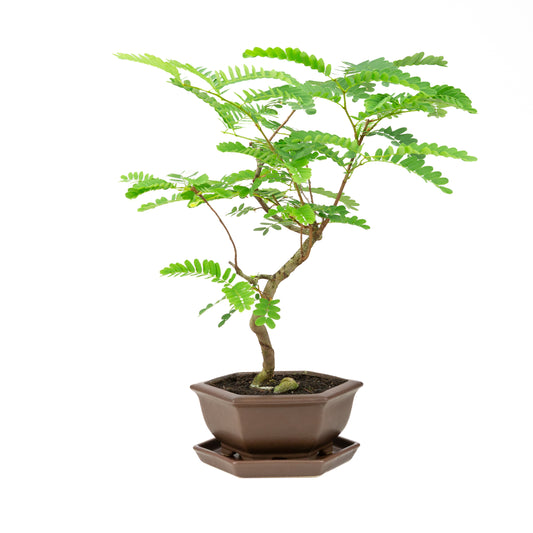 Phyllanthus buxifolius Bonsai in brown pot 22cm, height ~51cm