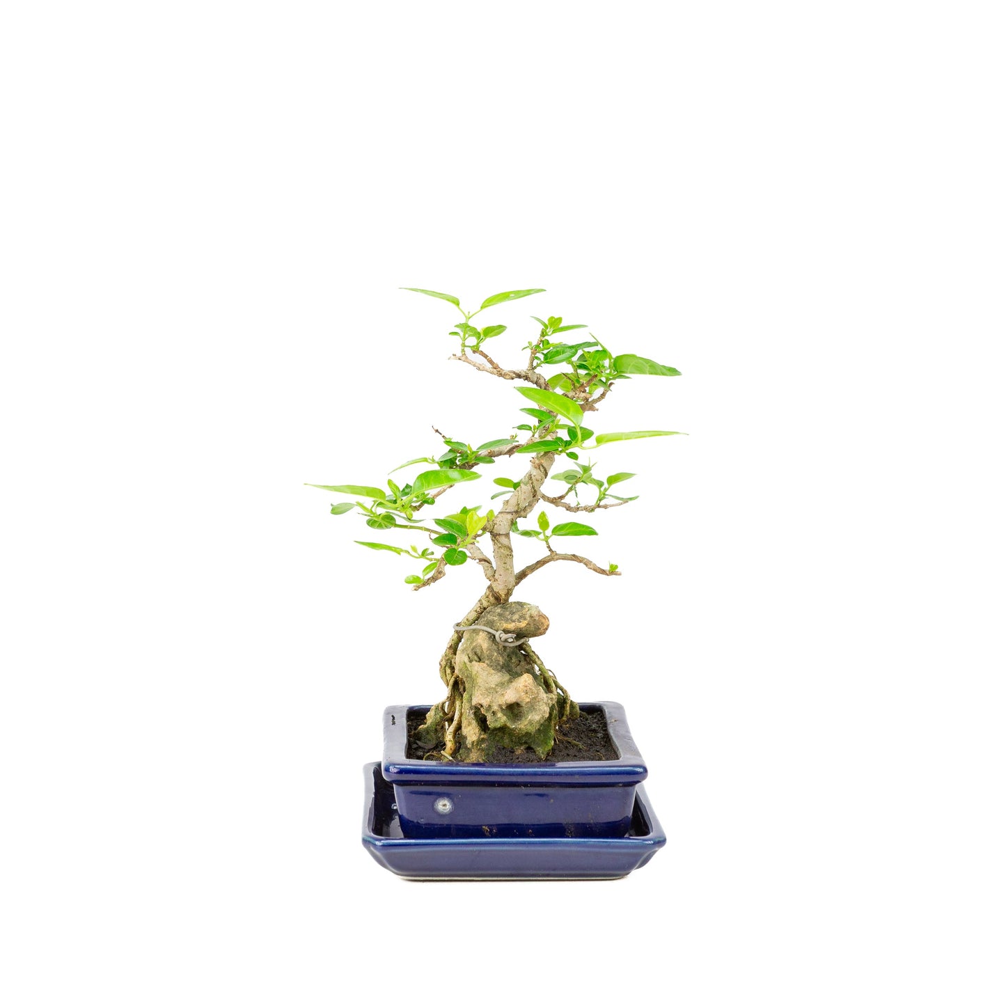 Premna Bonsai in blue pot, height ~25cm