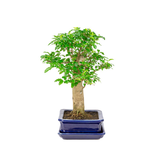 Ligustrum ovalifolium Bonsai in blue pot 16cm, height ~31cm