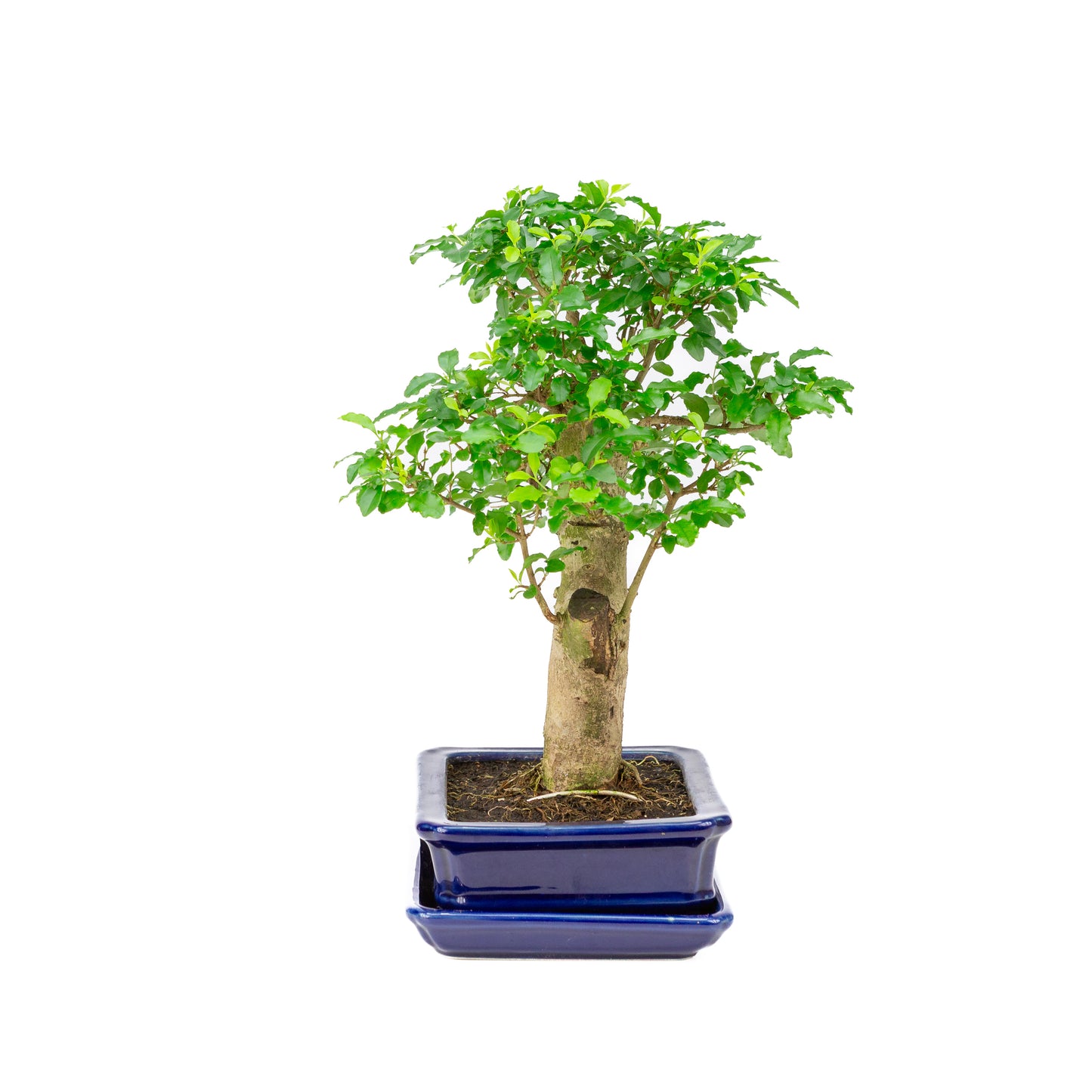 Ligustrum ovalifolium Bonsai in blue pot 16cm, height ~31cm