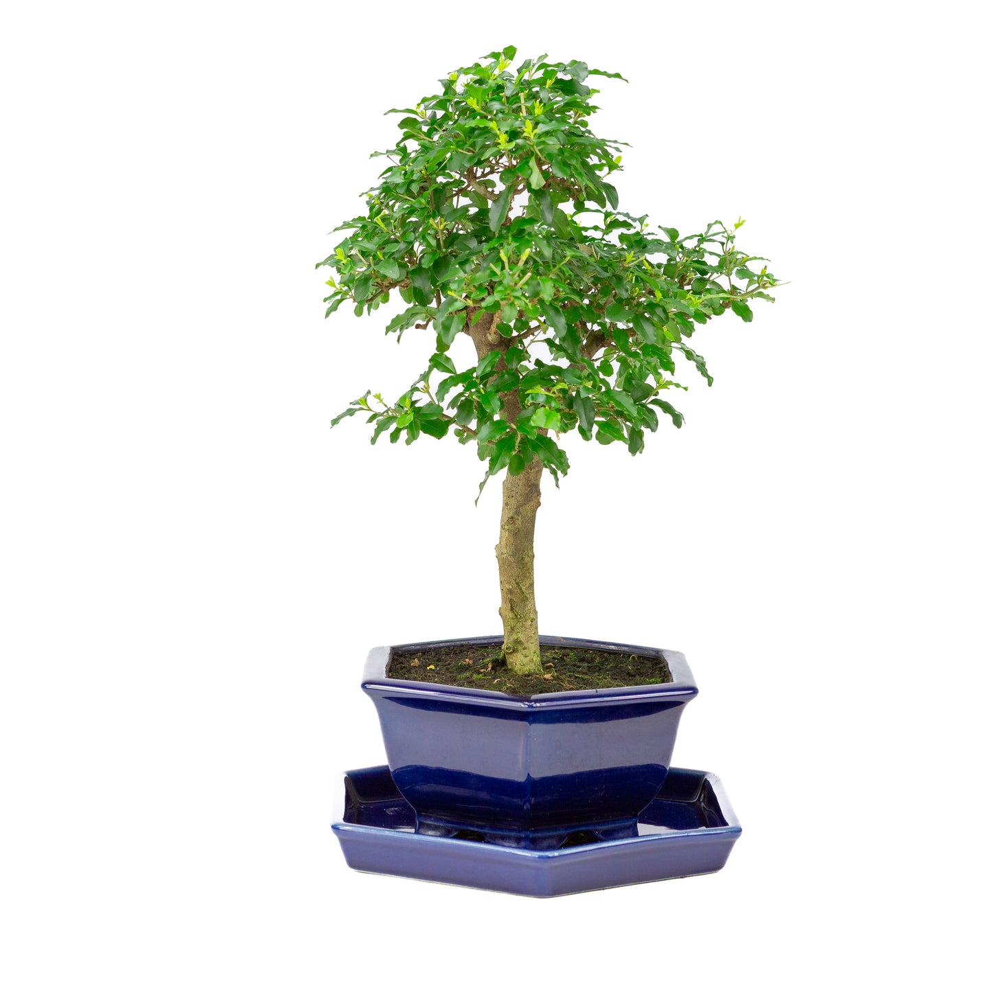 Ligustrum ovalifolium Bonsai in blue pot 18cm, height ~37cm