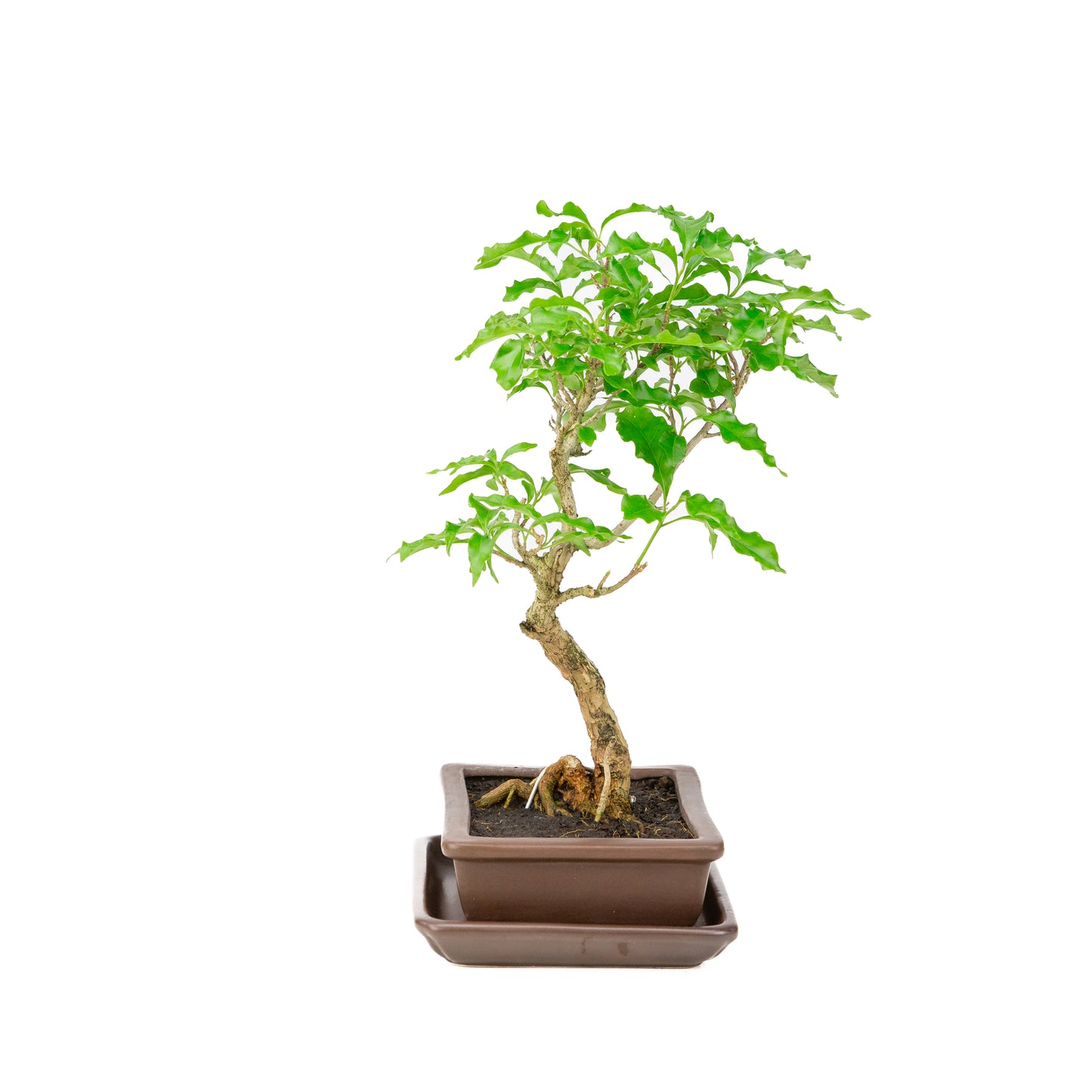 Bougainvillea glabra Bonsai in brown pot 15cm, height ~31cm