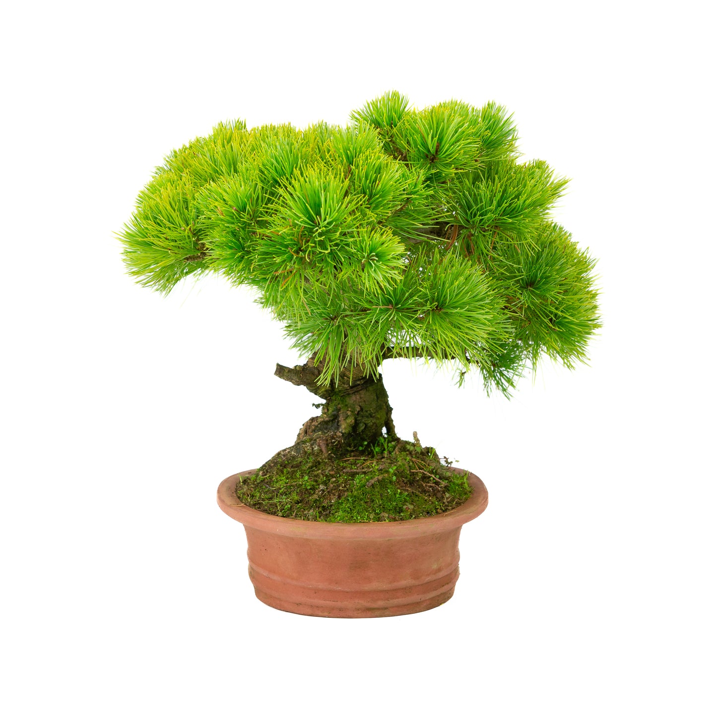 Pinus parviflora unglazed oval pot 27cm, height ~39cm