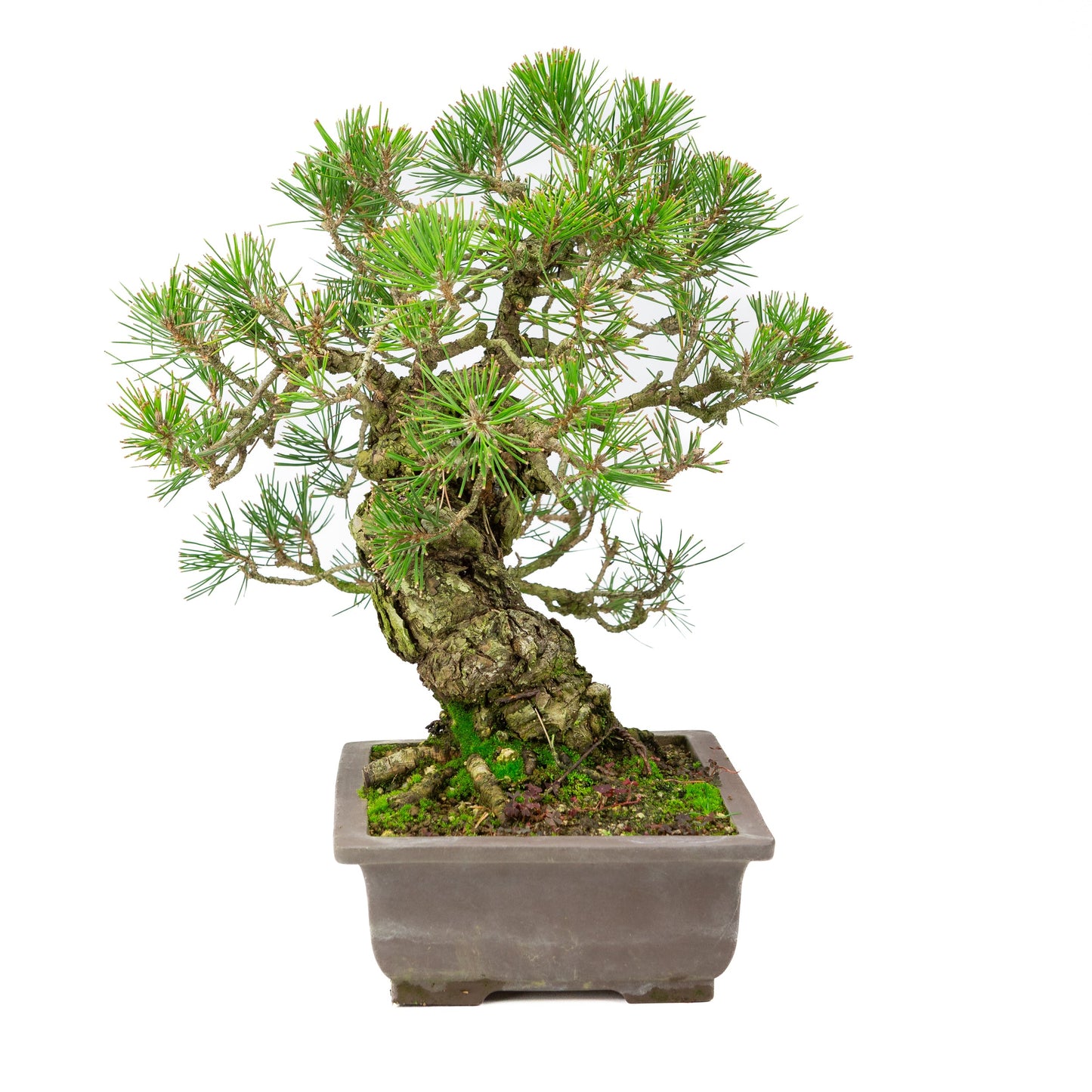 Pinus Thunbergii (Japanese Black Pine), height ~44cm