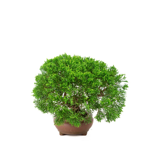 Juniperus chinensis unglazed pot 13cm, height ~27cm
