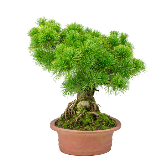 Pinus parviflora unglazed oval pot 26cm, height ~37cm