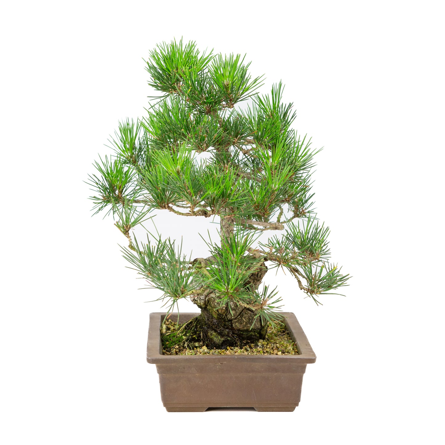 Pinus thunbergii unglazed pot 26cm, height ~40cm