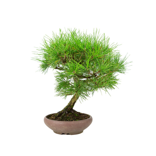 Pinus thunbergii unglazed pot 17cm, height ~36cm