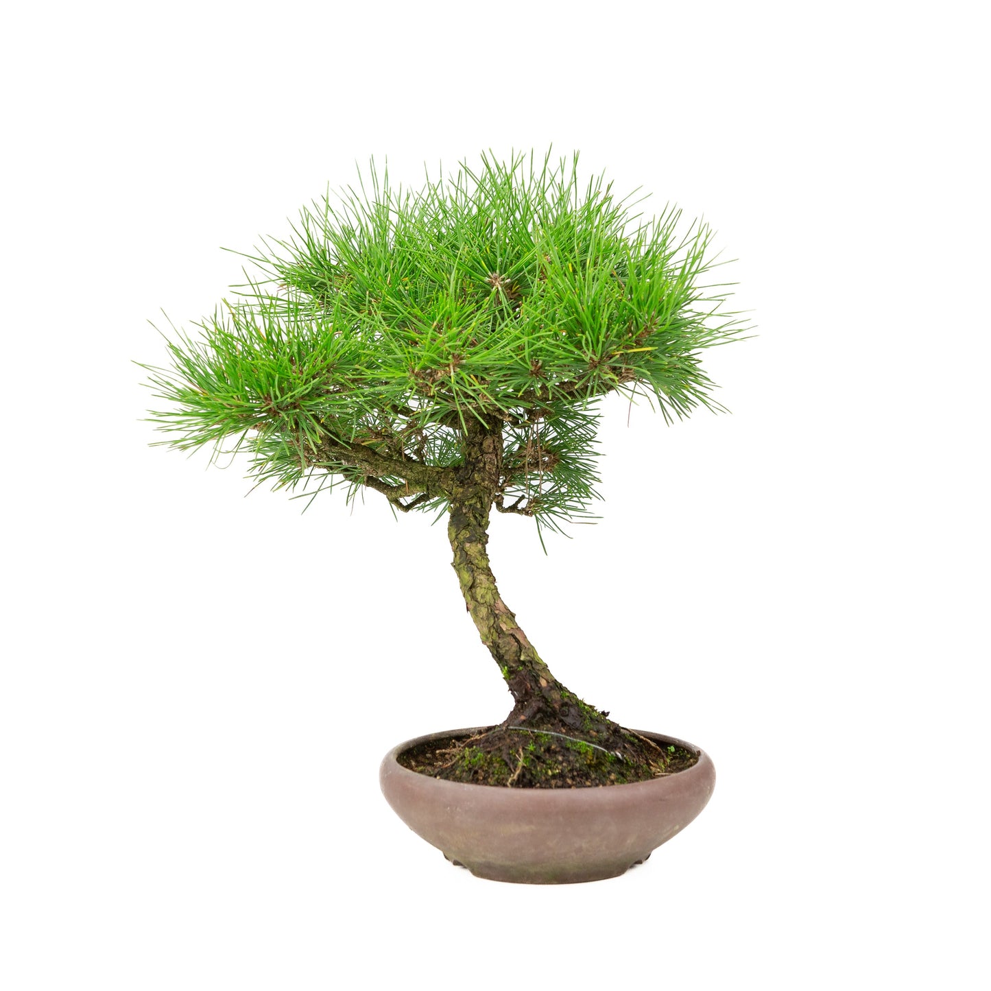 Pinus thunbergii unglazed pot 17cm, height ~36cm